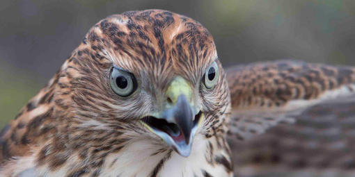 Golden Gate Raptor Observatory