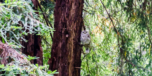 Barred owl in Muir Woods National Monument