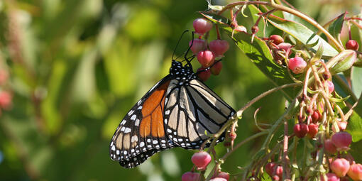 monarch on leaf