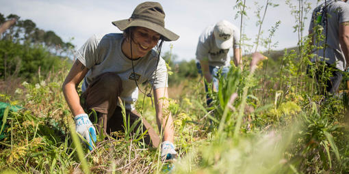 Stewardship Intern at Work