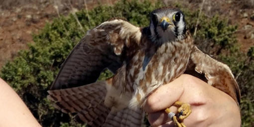 American Kestrel