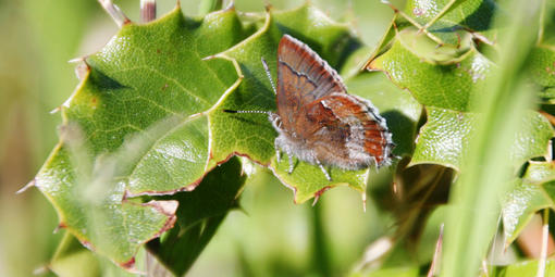 Small reddish-brown butterfly resting on a leaf