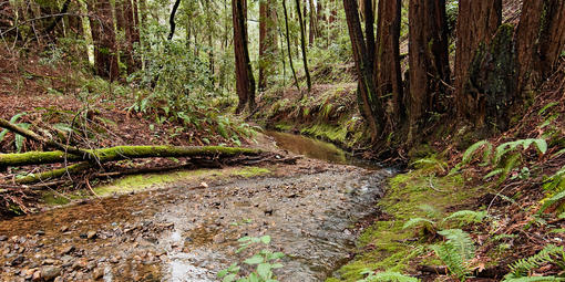 Redwoods in Phleger Estate