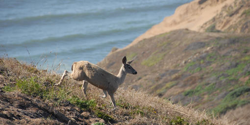 Wildlife of Point Reyes National Seashore