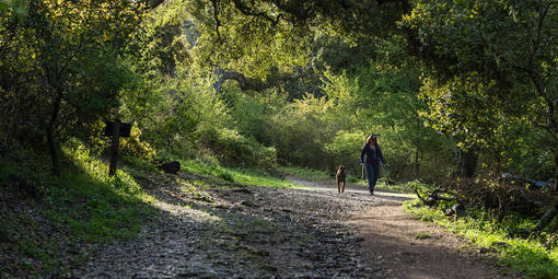 Walking the dog in Oakwood Valley