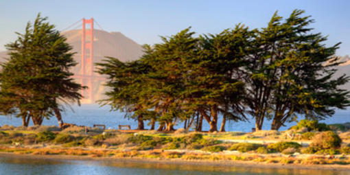 Crissy Field