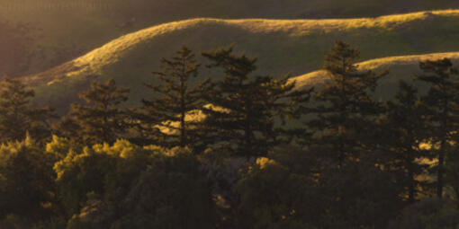 Mount Tamalpais