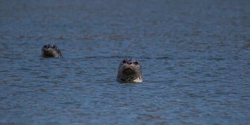 Seals in Bolinas Lagoon