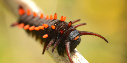 pipevine swallowtail butterfly