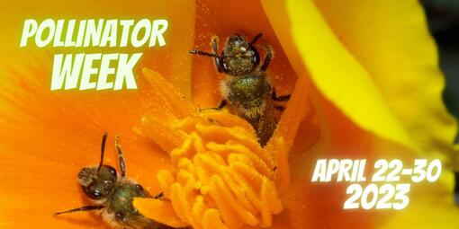 Bees pollinate a California poppy.