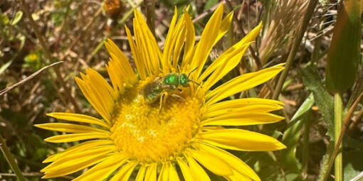 A California pollinator explores a brilliant yellow flower.