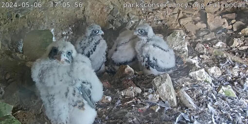 a screenshot of the Peregrine falcon chicks on Alcatraz Island
