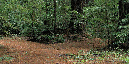 A grove in Roy's Redwoods.