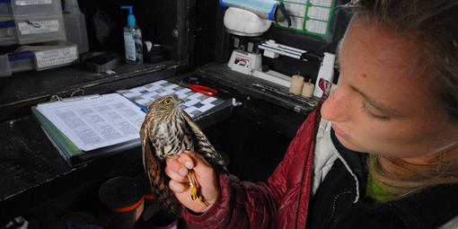 GGRO bander Ari La Porte examines a Sharp-shinned Hawk