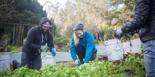 Volunteers Taking Care of Plants in the Presidio