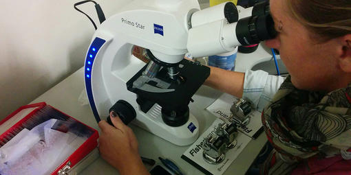 GGRO intern Kris Vanesky examines blood cells 