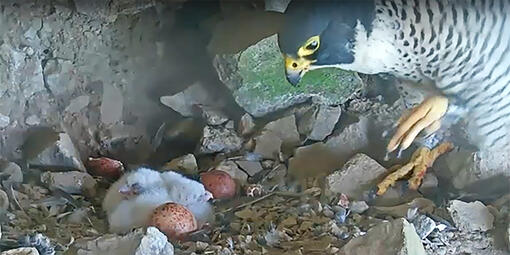 Black and yellow peregrine falcon with white fluffy chicks in rocky nest