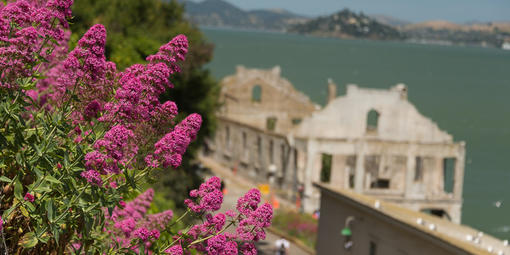 Alcatraz Gardens