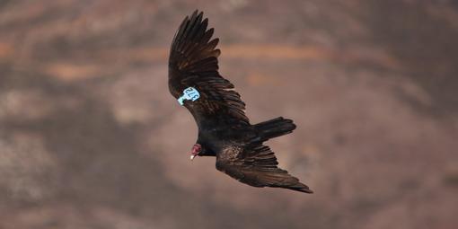 Turkey Vulture 