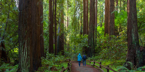 Muir Woods hikers