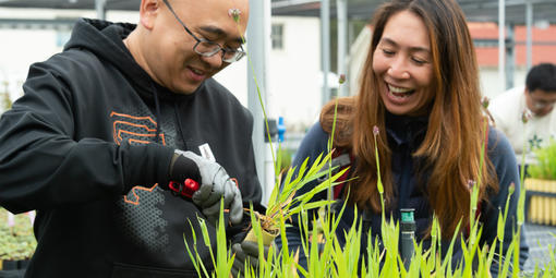 Volunteers prune plants at a native plant nursery