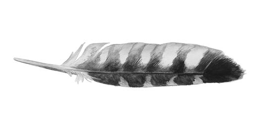 Red-shouldered hawk feather, illustration by Lora Roame