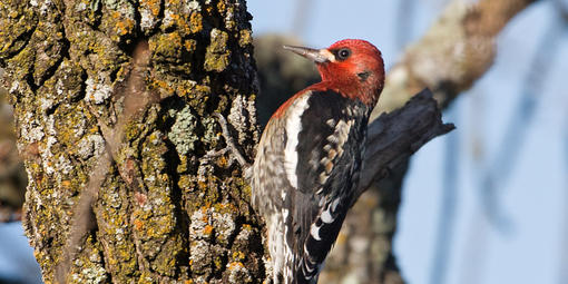 Red-breasted Sapsucker