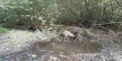 Fallen trees and branches become habitat for fish and frogs in Redwood Creek.