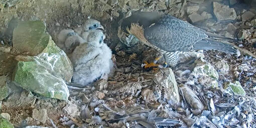 A Peregrine Falcon tends to its hatchlings at its Alcatraz Island nest.