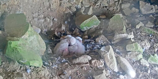 Peregrine Falcon chicks huddled together in their nest at Alcatraz Island