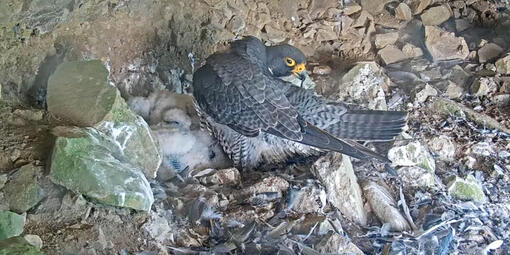 A Peregrine Falcon grooming itself at its nest with baby chicks at Alcatraz Island