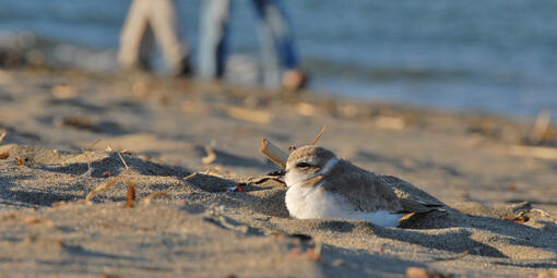 Western snowy plovers enjoying the beach