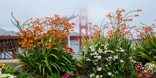 Flora juxtaposed with the bridge