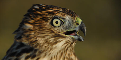 A close up of a hawk