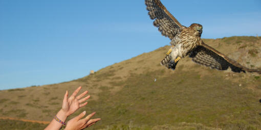 Hands release a hawk