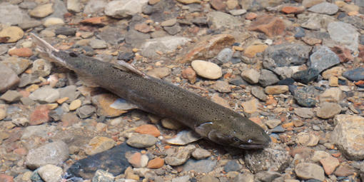 Coho salmon 