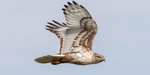 A Ferruginous Hawk is captured flying past Hawk Hill in November of 2016.