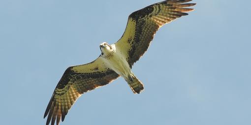 Osprey