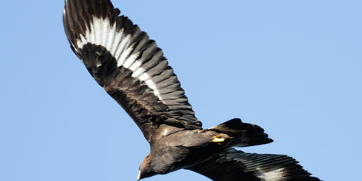 Golden Eagle