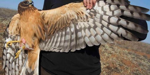 Northern Harrier