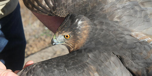 Cooper's Hawk