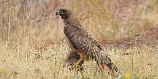 Red-tailed Hawk