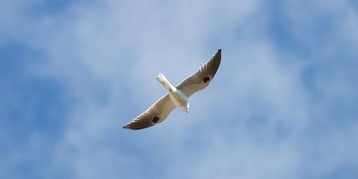 White-tailed Kite