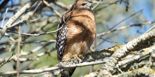 Red-shouldered Hawk