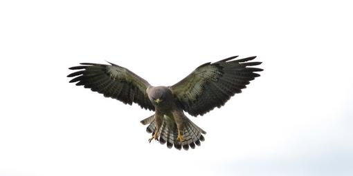 Swainson's Hawk