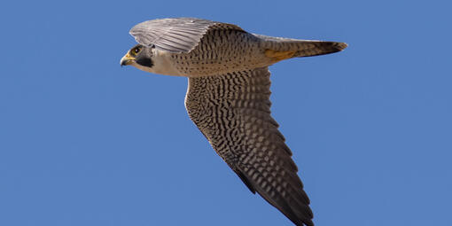 Peregrine Falcon