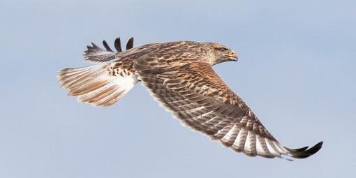 Ferruginous Hawk