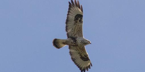 Rough-legged Hawk