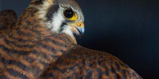 American Kestrel