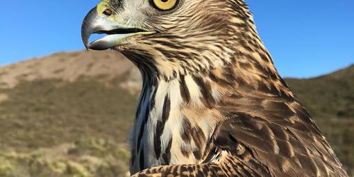 Northern Goshawk